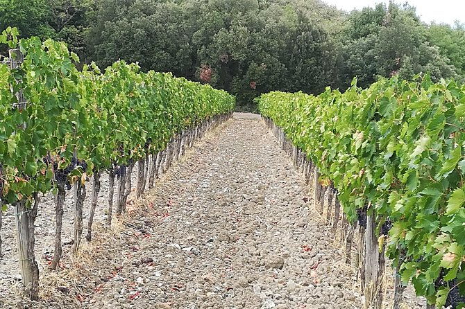 ramble-through-the-rolling-hills-of-chianti-with-lunch-wine-tastings