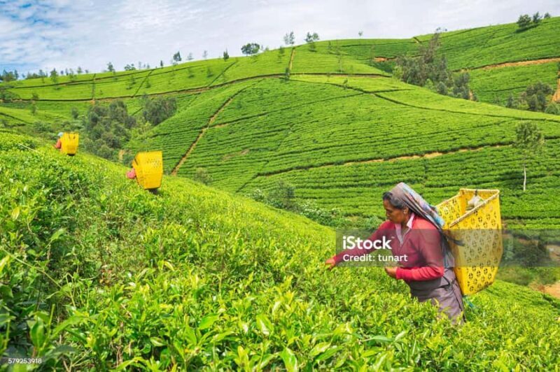 Ramboda Waterfall Bathing by Tuk-Tuk & Tea Experience - Key Points
