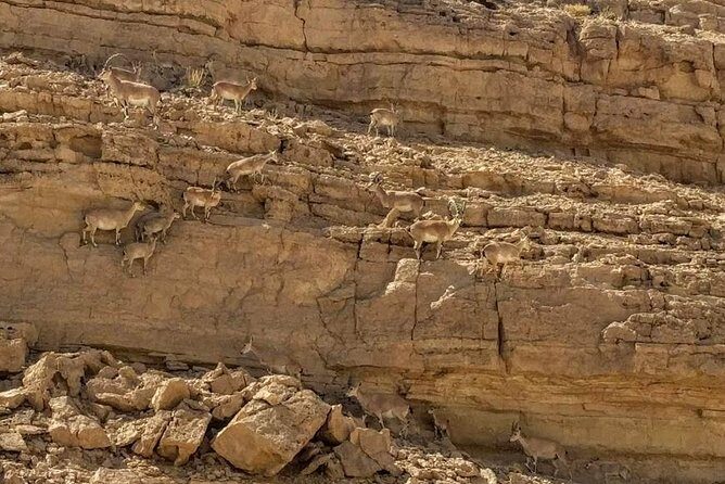 Ramon Crater Jeep Tour from Mitzpe Ramon - A Closer Look at the Ramon Crater Jeep Tour