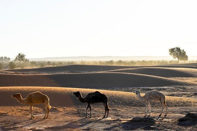Randonnée dans désert Marocain 3jours - Who Would Love This Tour?