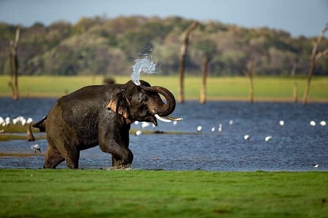 Rangiri Jeep Safari Sigiriya Lion Rock & Evening Jeep Safari - Key Points