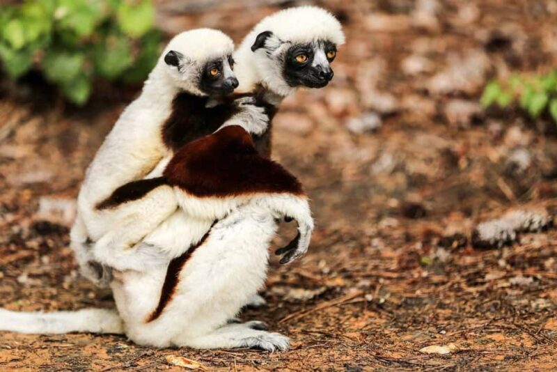 Ranomafana National Park & Antisirabe Safari 5 Days/4 Nights - Key Points