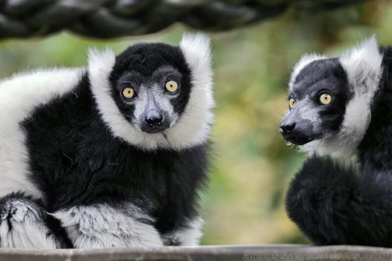 Ranomafana National Park & Antisirabe Safari 5 Days/4 Nights - Detailed Breakdown of the Itinerary
