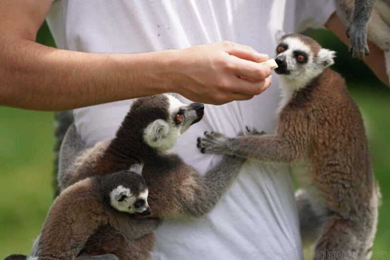 Ranomafana National Park & Antisirabe Safari 5 Days/4 Nights - Who Will Love This Tour?