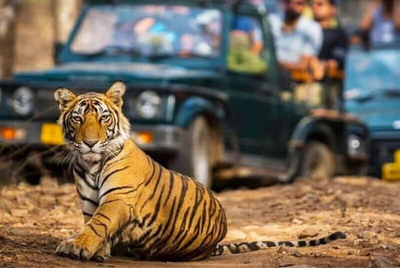 Ranthambhore: Ranthambhore Tiger Reserve Booking - The Sum Up