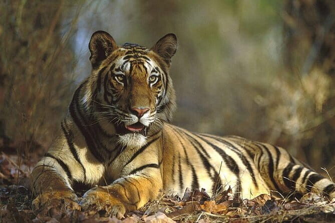 Ranthambore Day Trip from Jaipur with Tiger Safari - Ranthambore Day Trip from Jaipur with Tiger Safari: A Detailed Review