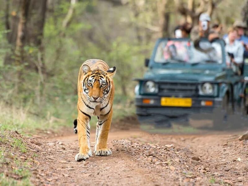 Ranthambore: Evening Wildlife Safari with local Guide - Key Points