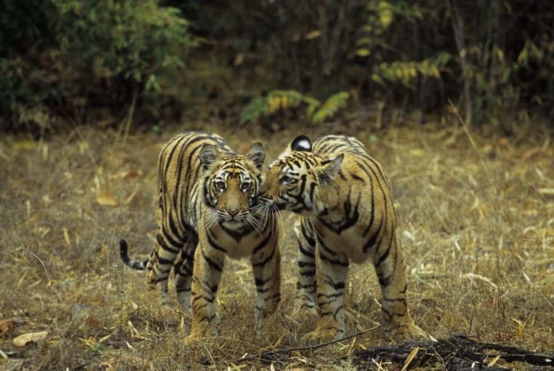 Ranthambore: Evening Wildlife Safari with local Guide - FAQ