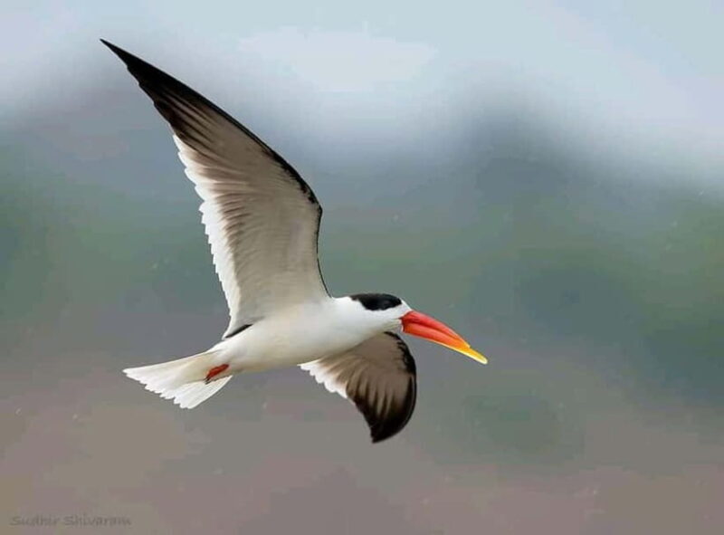 Ranthambore Gharial Sanctuary and Chambal Safari by boats. - What to Expect from the Tour