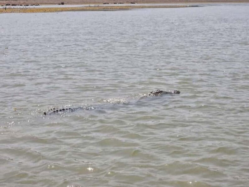 Ranthambore Gharial Sanctuary and Chambal Safari by boats. - Practical Details and Tips