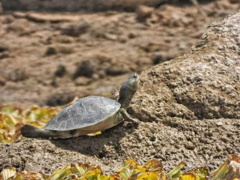 Ranthambore Gharial Sanctuary and Chambal Safari by boats. - Authentic Experiences Shared by Travelers