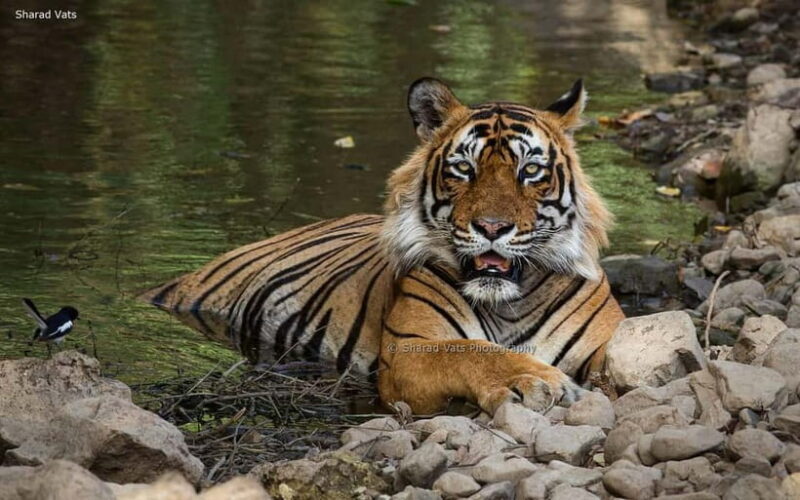 Ranthambore: Guided Safari Tour by Canter or Jeep - Key Points