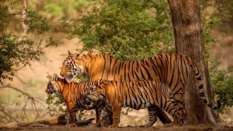 Ranthambore: Guided Safari Tour by Canter or Jeep - The Sum Up