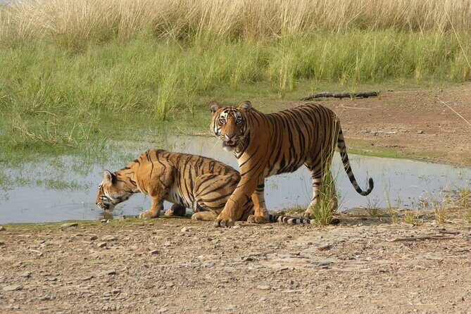 Ranthambore Jeep Safari - Key Points
