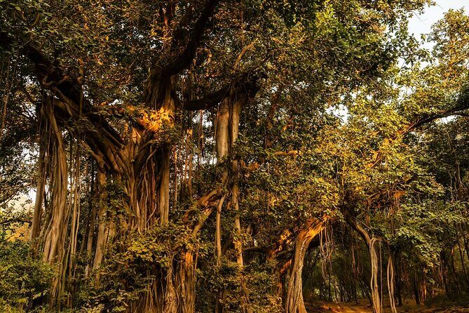 Ranthambore Jeep Safari - FAQs