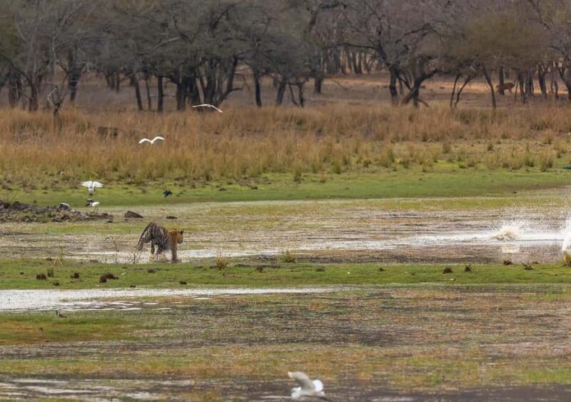 Ranthambore Jungle Safari : Sharing Safari for prime zones - Key Points