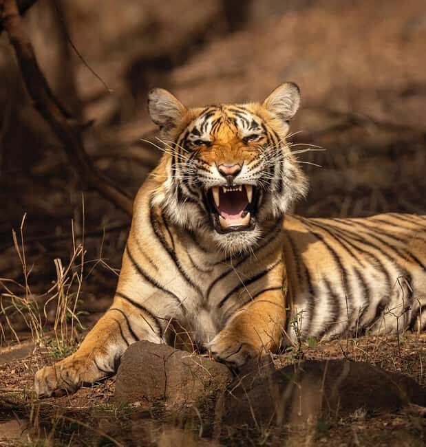 Ranthambore Jungle Safari : Sharing Safari for prime zones - Transportation and Group Size
