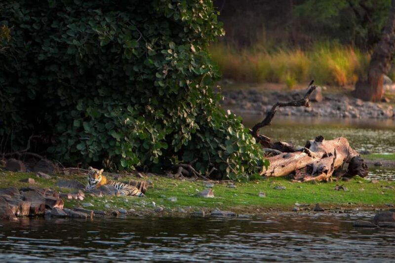 Ranthambore Jungle Safari : Sharing Safari for prime zones - Value for Money