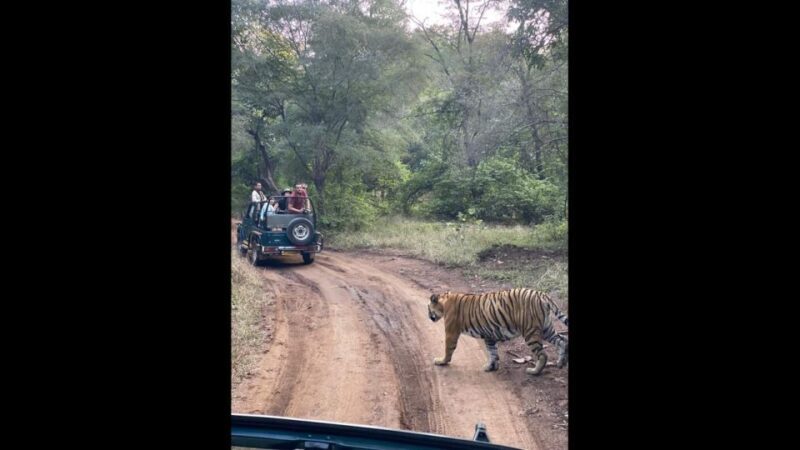 Ranthambore Jungle Safari Trip from Jaipur by Car and Ticket - The Itinerary Breakdown: What to Expect