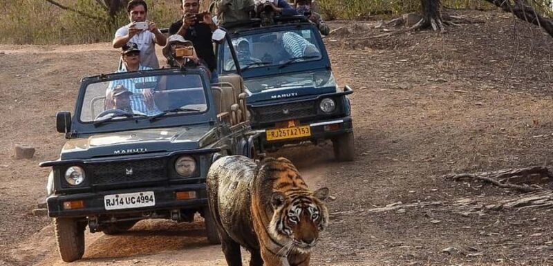 Ranthambore National park canter gypsy safari - What to Expect from the Ranthambore Safari Experience