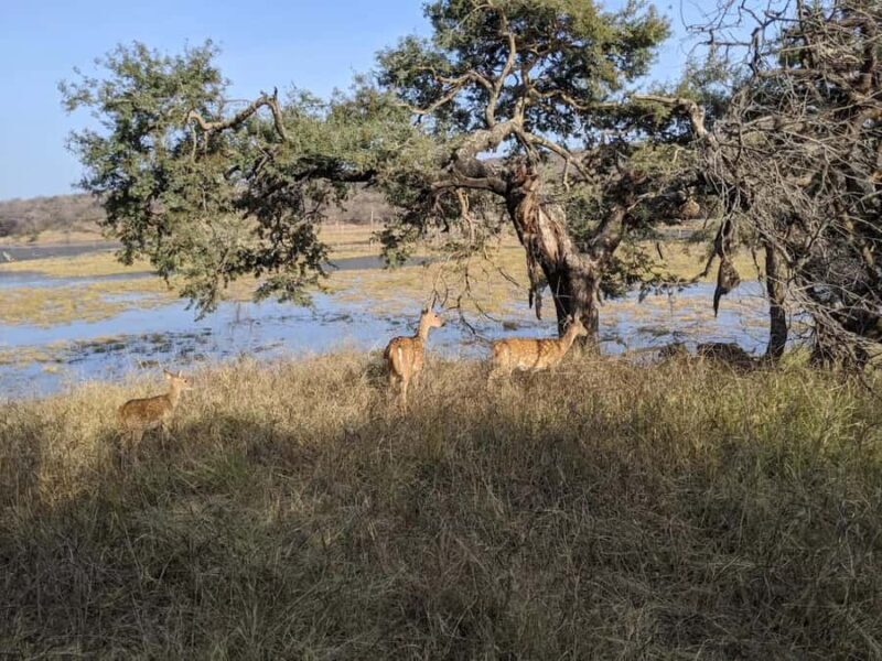Ranthambore National Park: Canter Safari Ticket with Pickup - Key Points