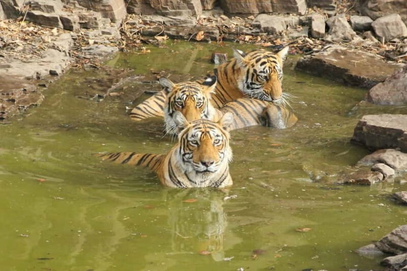Ranthambore: National Park Guided Jeep or canter Safari - What You Should Bring