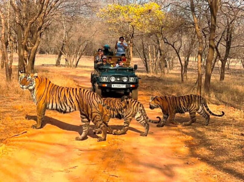 Ranthambore National Park: Jeep Safari from Sawai Madhopur - An In-Depth Look at the Ranthambore Safari Experience