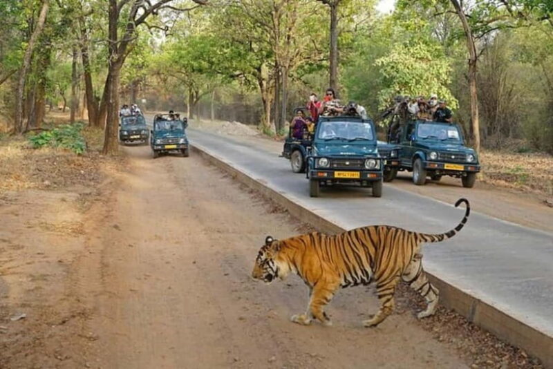 Ranthambore National Park: Jeep Safari from Sawai Madhopur - FAQs About the Ranthambore Jeep Safari