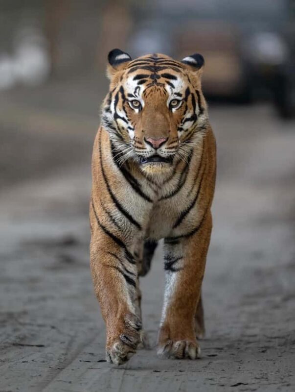 Ranthambore National Park Jeep Safari with & Expert Guide - What to Expect During the Safari