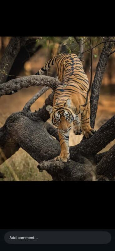 Ranthambore National Park Jeep Safari with & Expert Guide - Practical Considerations