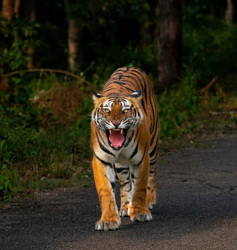 Ranthambore National Park Jeep Safari with & Expert Guide - Why This Tour Is Worth Considering