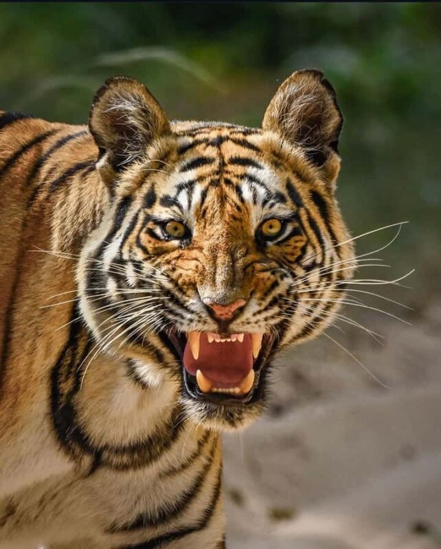 Ranthambore National Park Jeep Safari with & Expert Guide - Final Thoughts