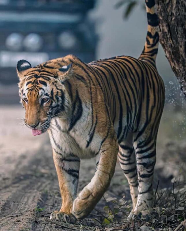 Ranthambore National Park: private gypsy Safari with Guide - Why This Safari Shines