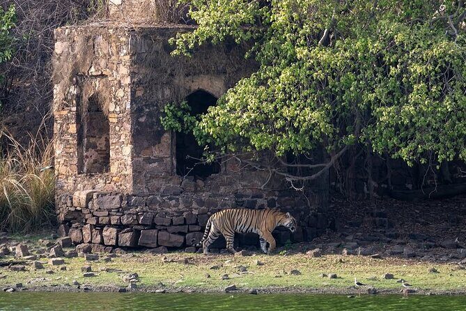 Ranthambore National Park Private Jeep Safari All inclusive - FAQs