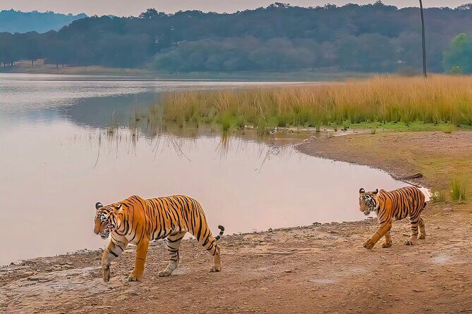 Ranthambore National Park Private Jeep Safari All inclusive - Final Thoughts