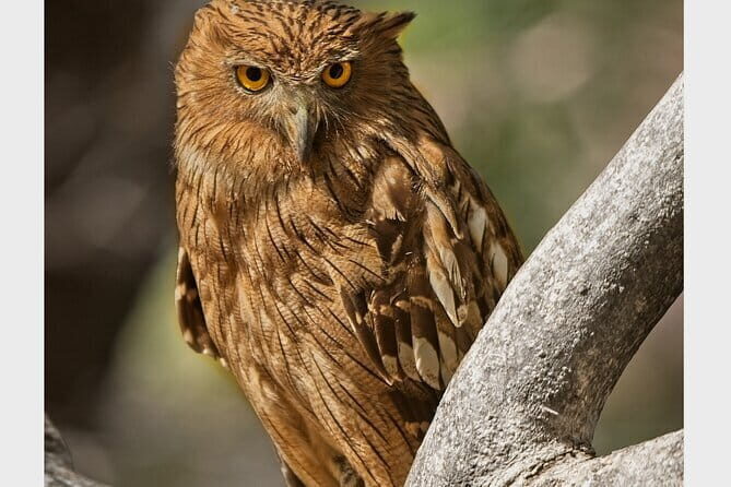 Ranthambore national park Safari Booking  Jeep & Canter Tours - What’s Included in the Ranthambore Safari?