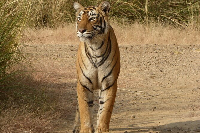 Ranthambore national park Safari Booking  Jeep & Canter Tours - Practical Details and Tips