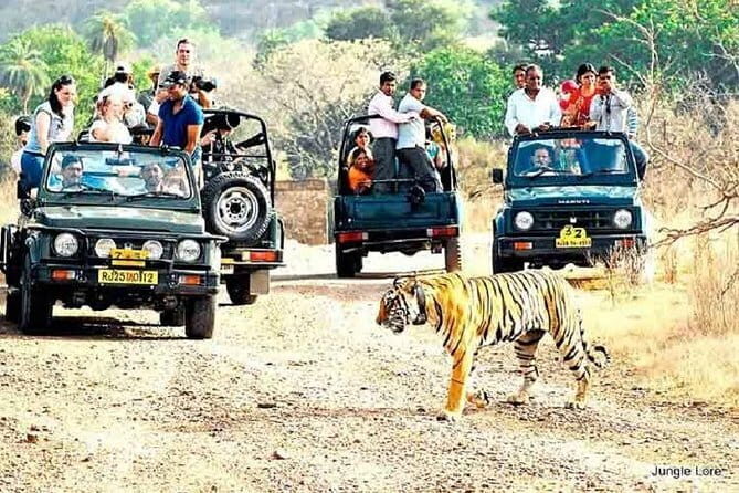 Ranthambore national park Safari Booking  Jeep & Canter Tours - Who Should Consider This Safari?
