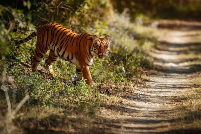Ranthambore National Park: Safari Ticket with Pickup Option - The Experience: What You Can Expect from Your Safari
