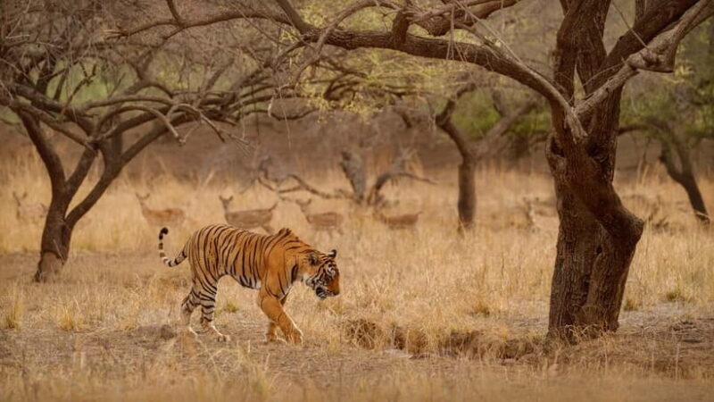 Ranthambore National Park: Safari Ticket with Pickup Option - Timing and Duration