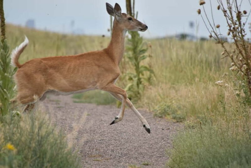 Ranthambore National Park: Safari Ticket with Pickup Option - Pricing and Value