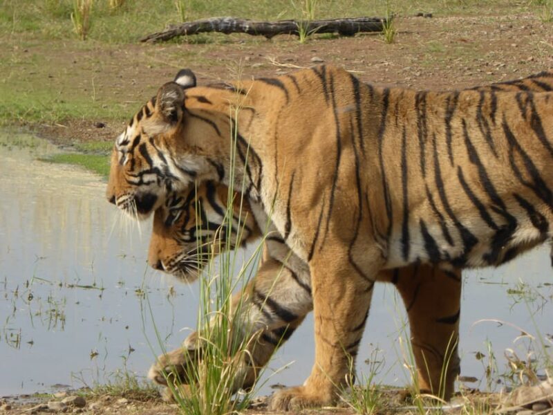 Ranthambore National Park - A Deep Dive into the Ranthambore Safari Experience