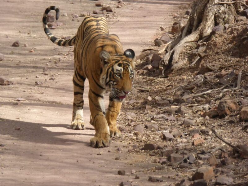 Ranthambore National Park - Final Thoughts: Is this safari right for you?