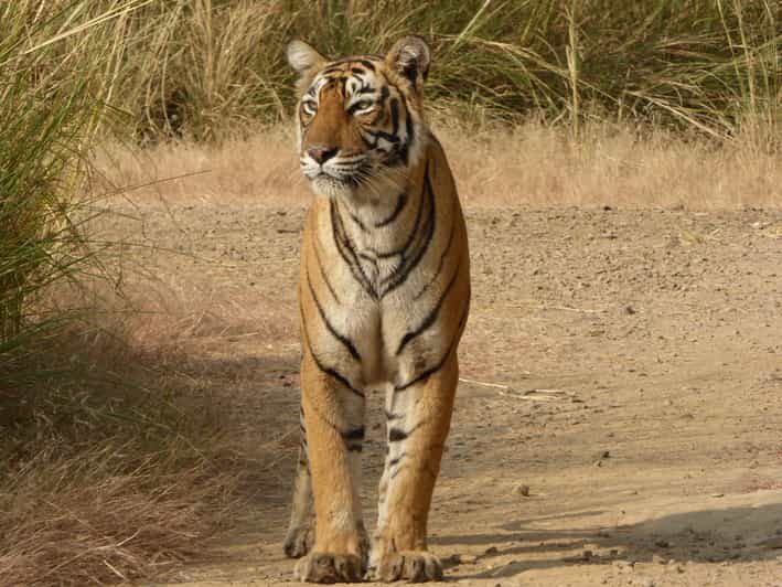 Ranthambore National Park - FAQs