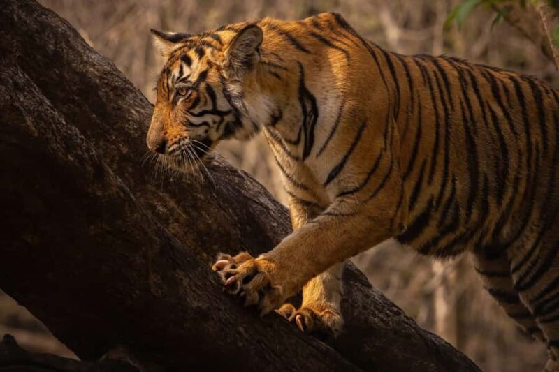 Ranthambore National Park : Wildlife Safari - Key Points