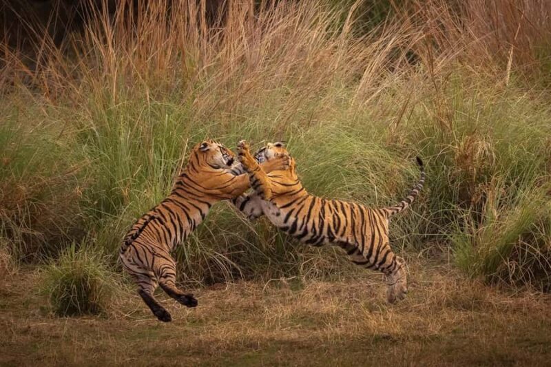 Ranthambore National Park : Wildlife Safari - An Intro to Ranthambore’s Wilderness