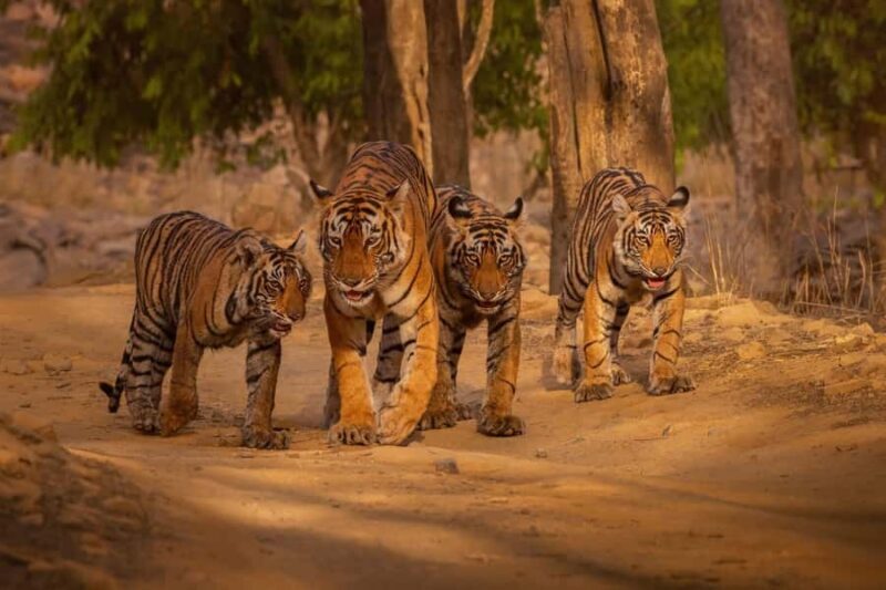 Ranthambore National Park : Wildlife Safari - The Experience Provider and Flexibility