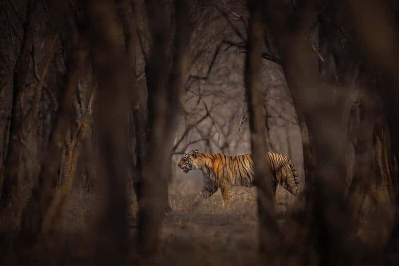Ranthambore National Park : Wildlife Safari - The Value of a 3-Hour Safari