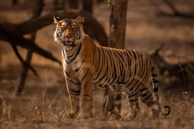 Ranthambore National Park : Wildlife Safari - FAQs