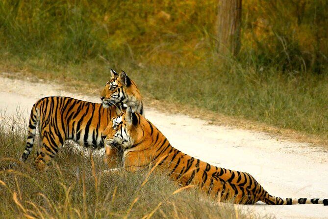 Ranthambore Official Guided Tiger Safari in Sharing Canter - An In-Depth Look at the Ranthambore Safari Experience